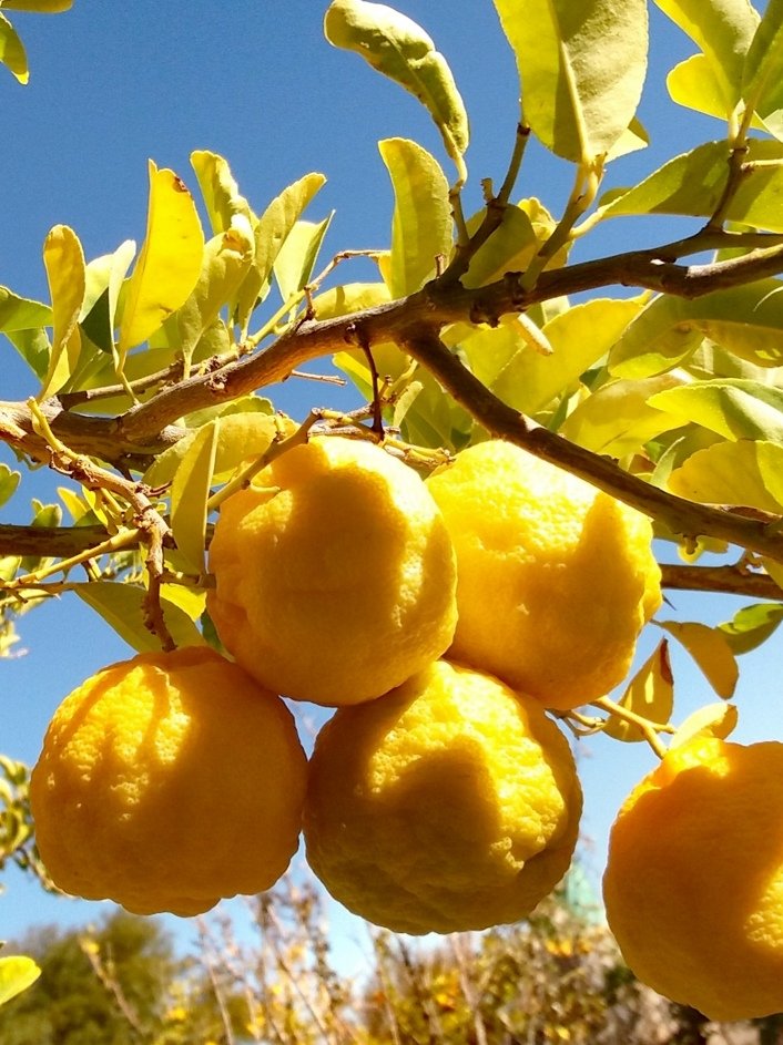 Alice. Frikken Alice. 🚜 tweet media