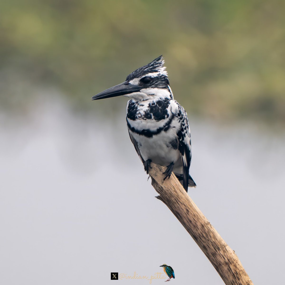 Mohit Mehta tweet media