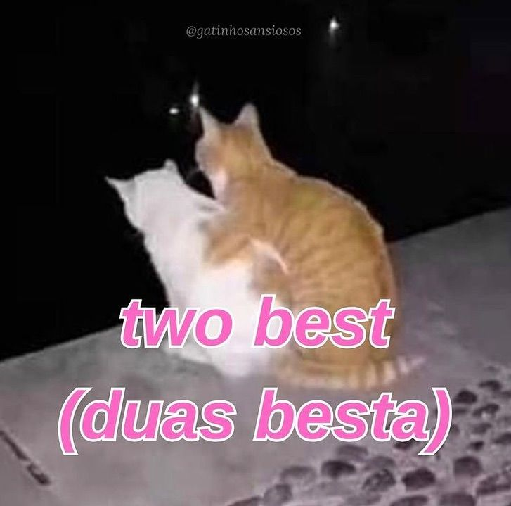 perfil dedicado a gatinhos e peitos tweet media