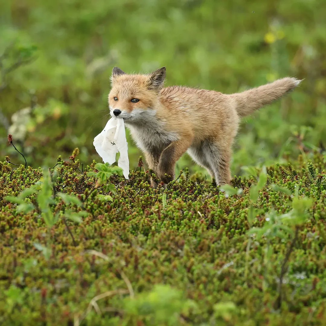 🍁 𝓣𝓱𝓮 𝓕𝓸𝔁 𝓛𝓲𝓯𝓮 🌾🦊 tweet media