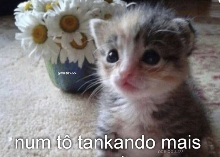 perfil dedicado a gatinhos e peitos tweet media