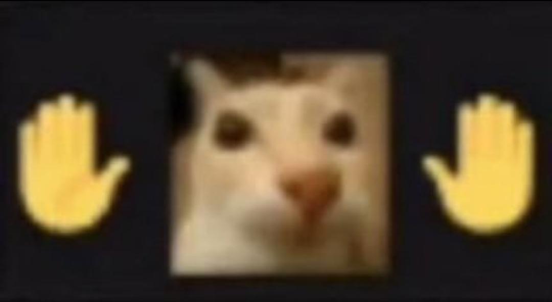 Gato Epico tweet media