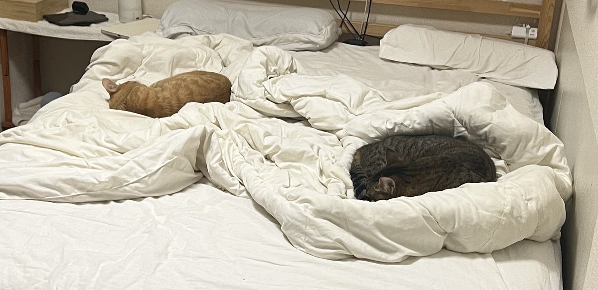 人間のベッド❌
猫のベッド⭕️