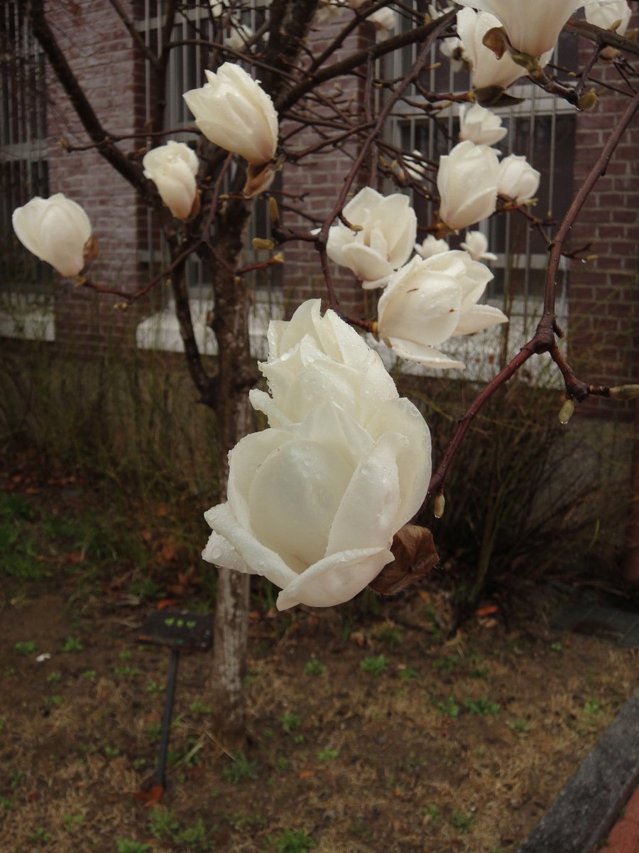 백설기콩떡🍮🍨 tweet media