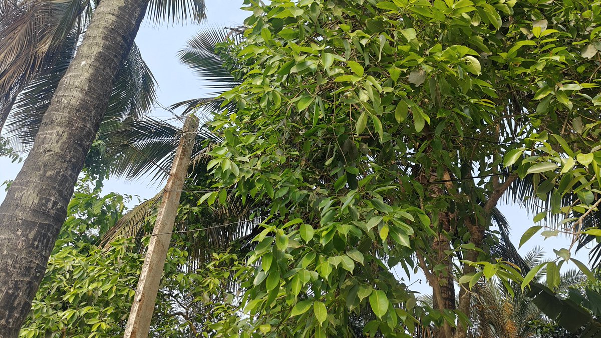 m_q____m's tweet photo. @SEVA_NBPDCL
अररिया जिले के पलासी प्रखंड अंतर्गत डेहटी दक्षिण पंचायत के गांव ककोड़वा, वार्ड 04, आयशा मस्जिद के पास बिजली तार की स्थिति बहुत खराब है। कई जगह पेड़ों की टहनियों में बिजली का तार फंसा हुआ है और कई जगह तार टूट भी चुका है। https://t.co/7fqW62oOdJ
