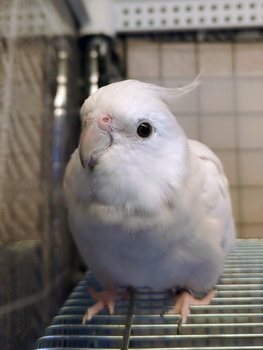 とりちゃん tweet media