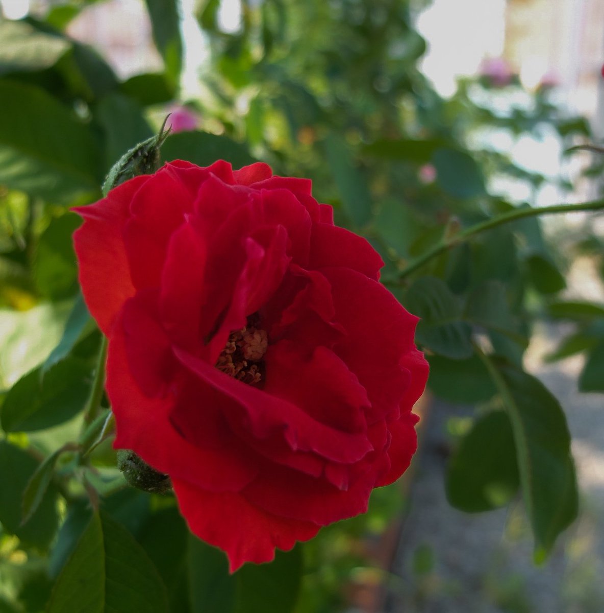 Sue Hughes tweet media