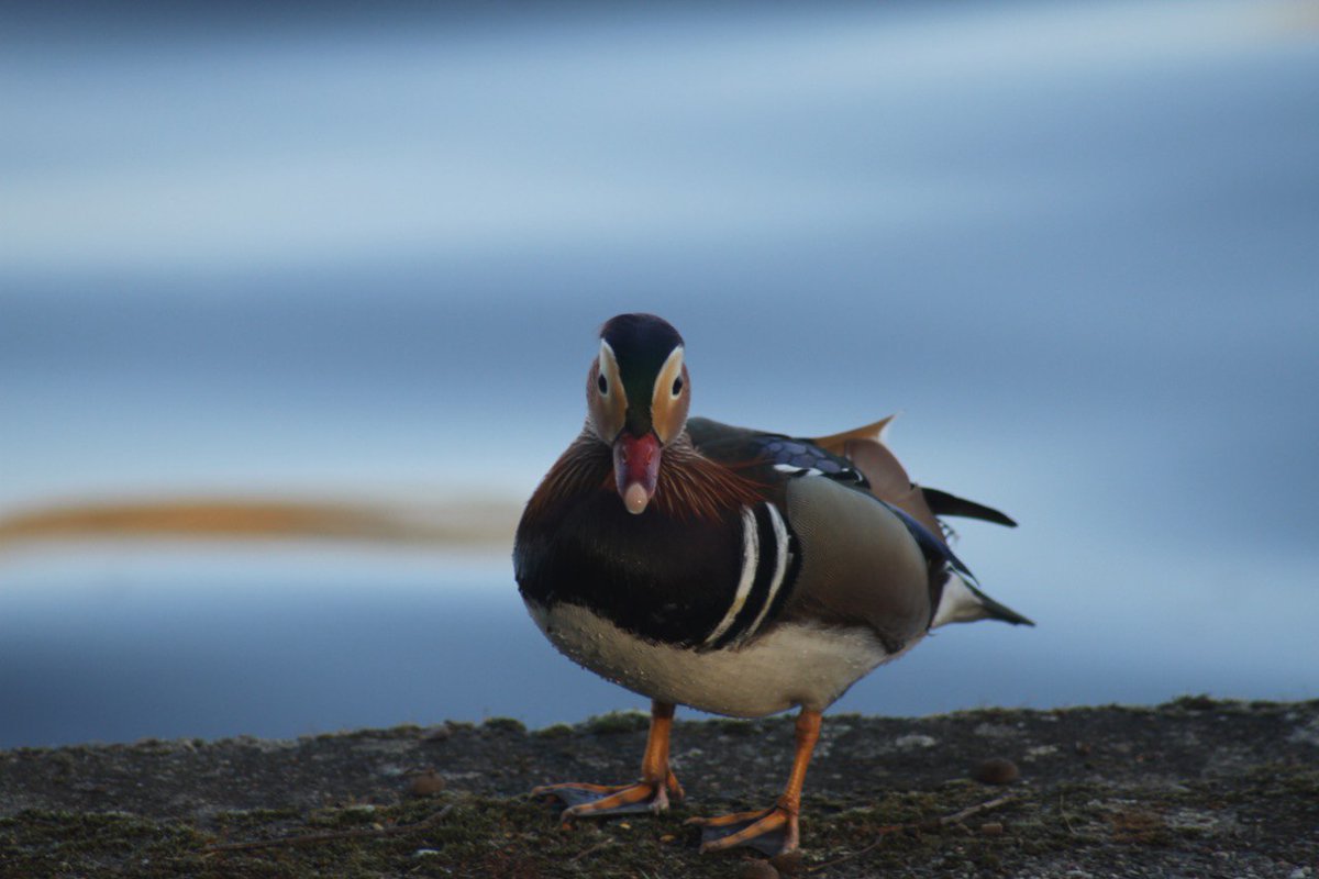 Я только спросить tweet media