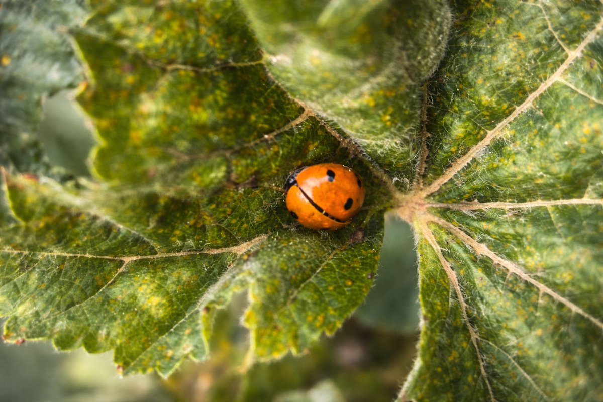 yanivt77 tweet media