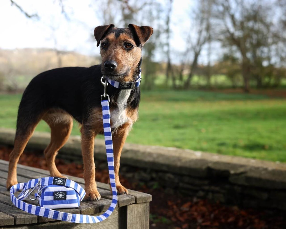 Dotty4Paws tweet media