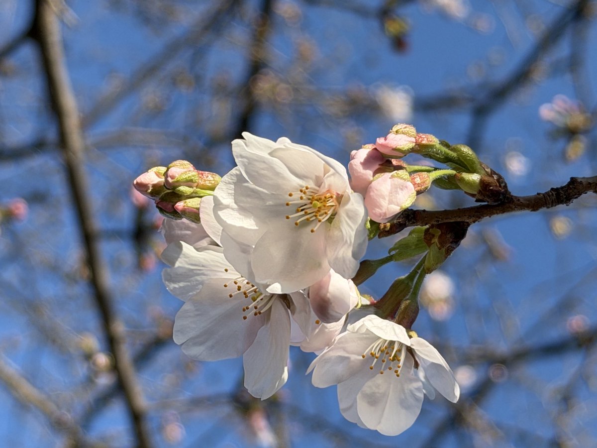 3月19日、開花を確認しましたぽん！🌸 これから開花が進むのが楽しみ