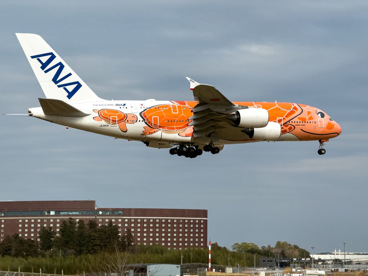 Photo_Aircrafts's tweet photo. 2026.03.19

All Nippon Airways
Airbus A380-841
JA383A (Orange Turtle Livery)

#ANA
#A380
#JA383A https://t.co/RQ4ONsldMr