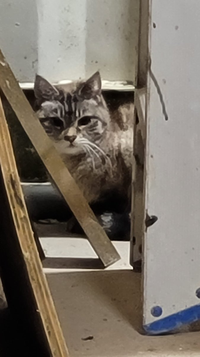 fluweel's tweet photo. Poes was al vanaf dag twee dat ik hier woon ontsnapt. In een voor haar compleet vreemde omgeving. 
In de buurtapp gemeld. Gisteravond laat viel iemand het op die z’n hond uitliet dat de bewakingslichten van de bouwketen steeds aan/uit gingen. Daar was zij. 🍀🐈❤️🙏 https://t.co/rHOG0JtLNK