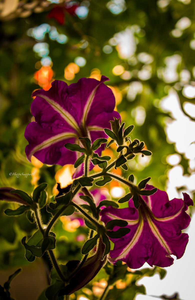 Diana 🦋 tweet media