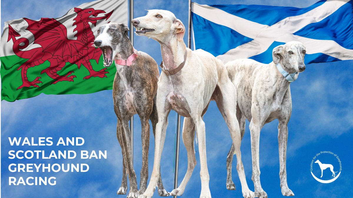 Coalition for the Protection of Greyhounds tweet media