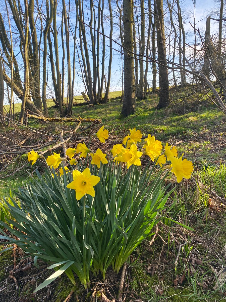 Ailish Sinclair tweet media