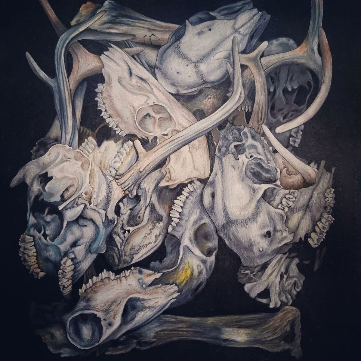 Die Aster tweet media