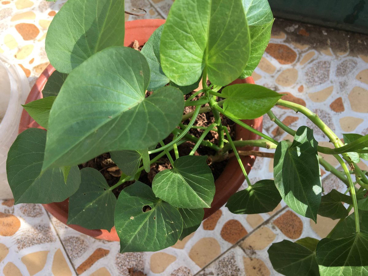 Joseph castillo tweet media