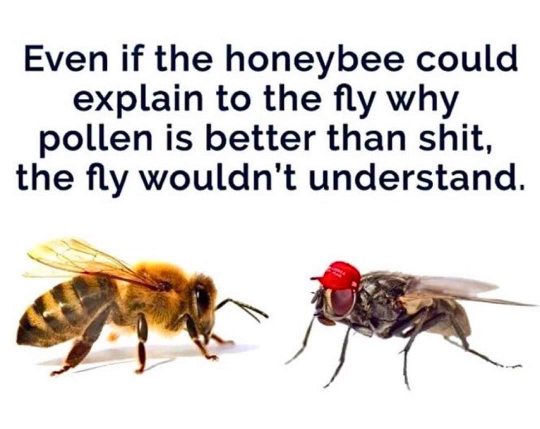 Liberal Memes tweet media