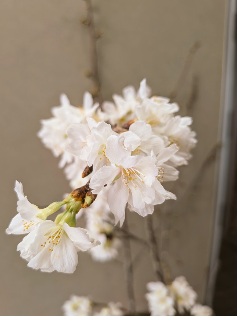 FineRiver1922's tweet photo. 大雪で折れてしまった桜を信濃川大河津資料館で生けてもらったら、開花してくれました！ https://t.co/gPPYHOoO7h