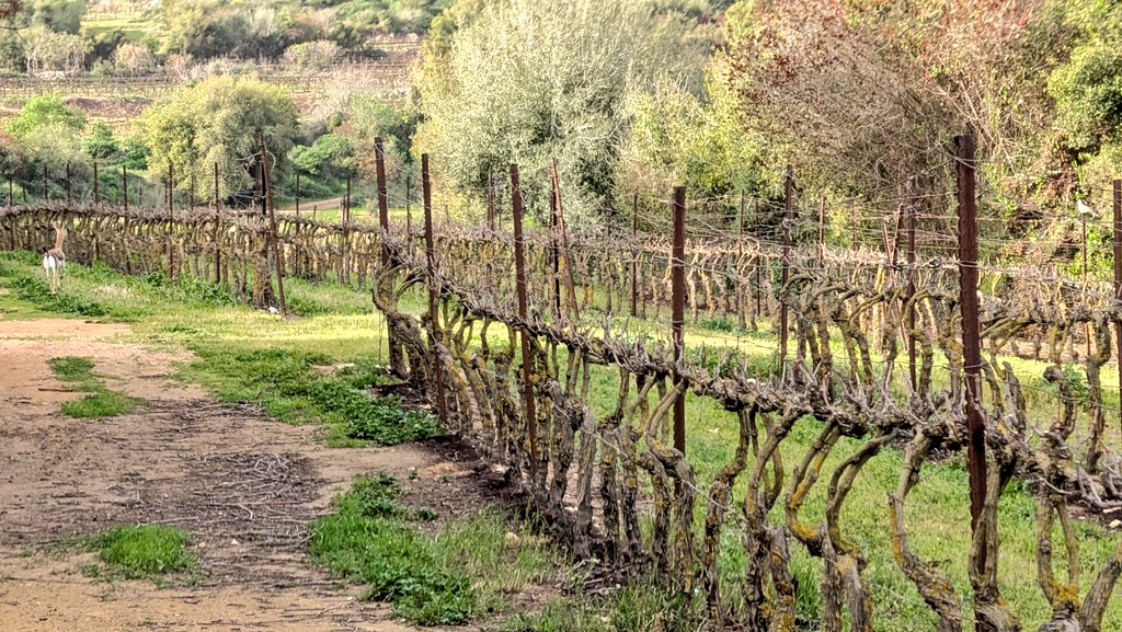 Jonathan Grossman tweet media