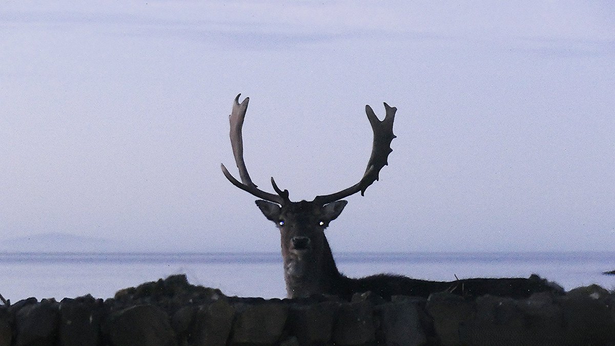 David Livingstone tweet media