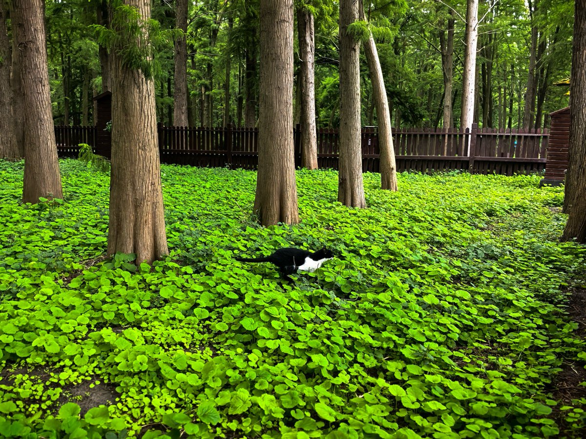 piinche_elii tweet media