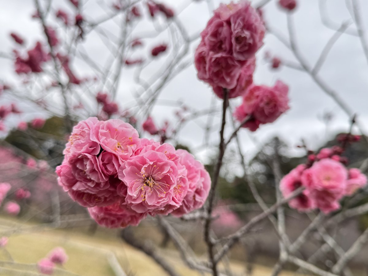 【公式】夕焼けルビー🥤✨ tweet media