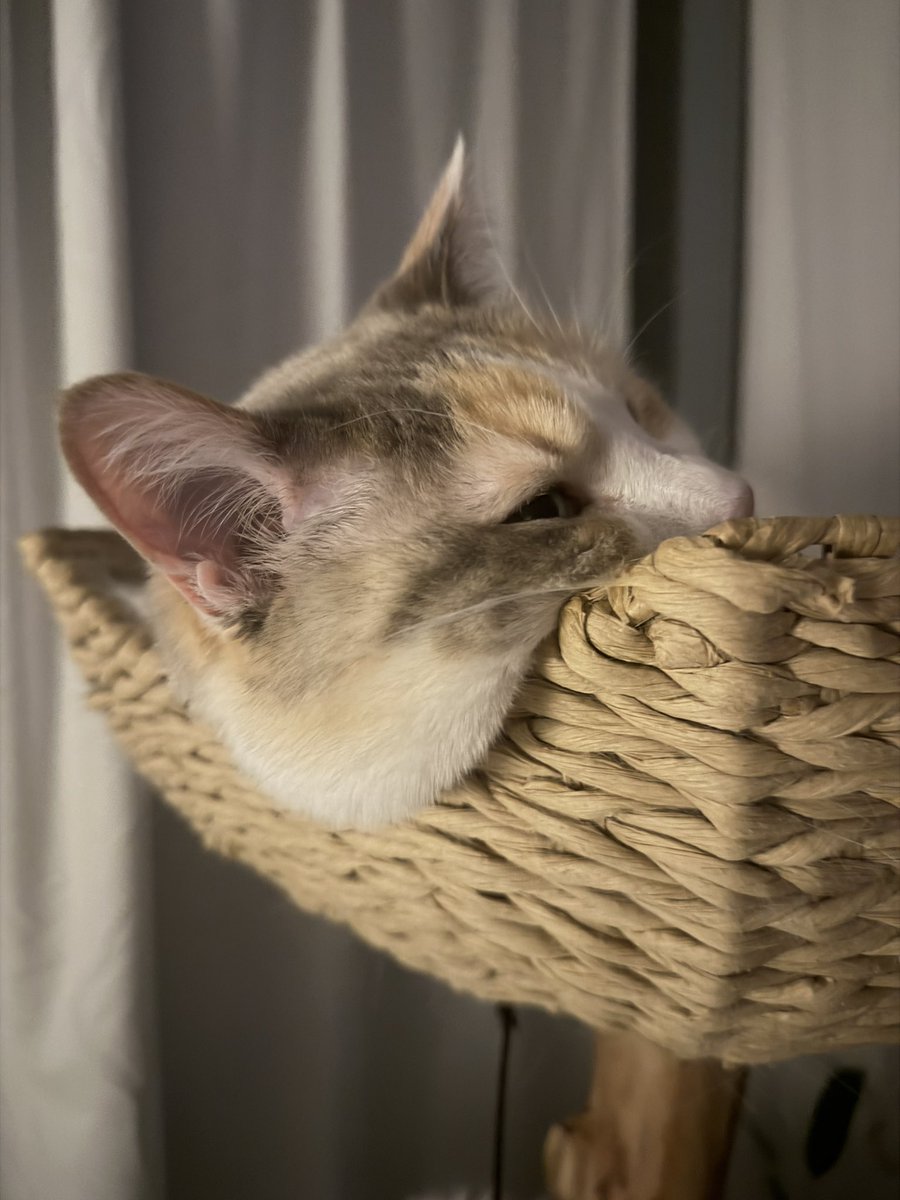 Panko A. Cat’s Mom tweet media