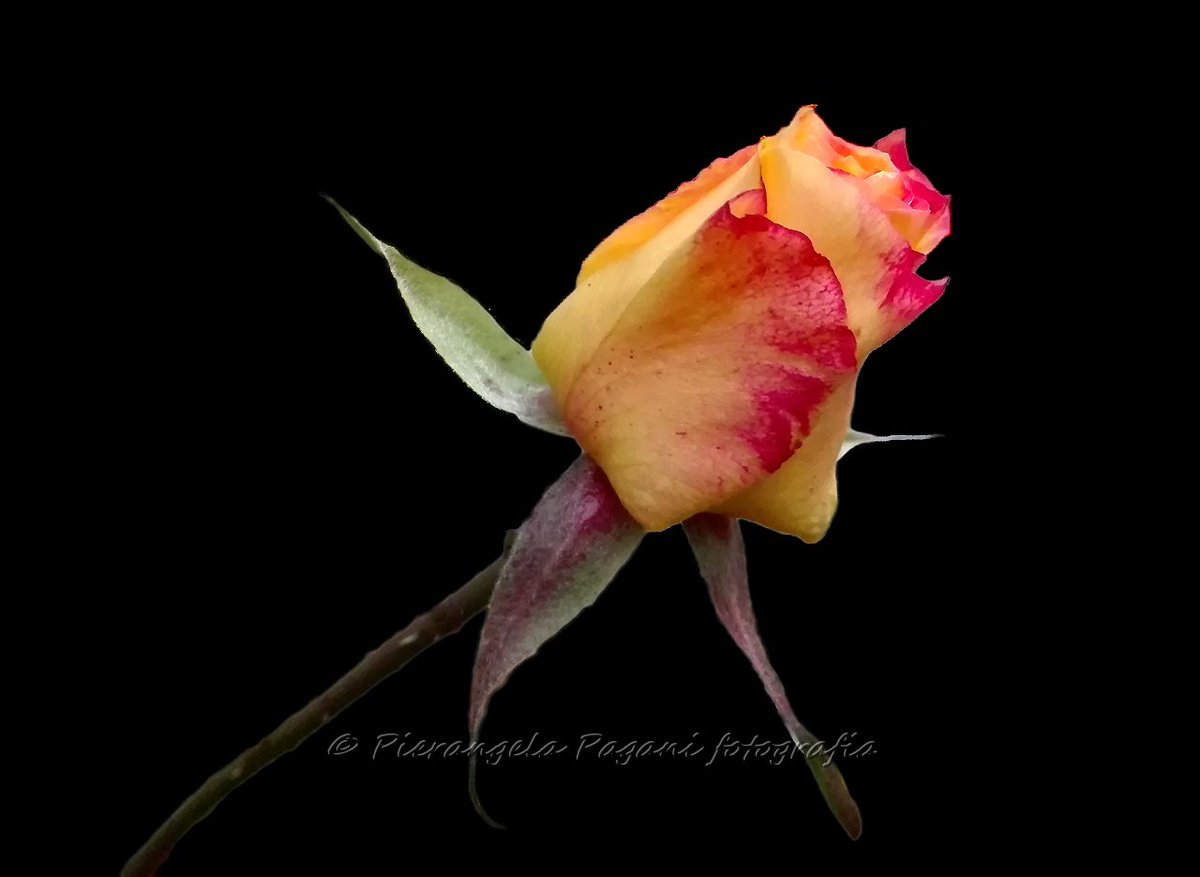 Festa del papà....ed erano giorni belli.🙂