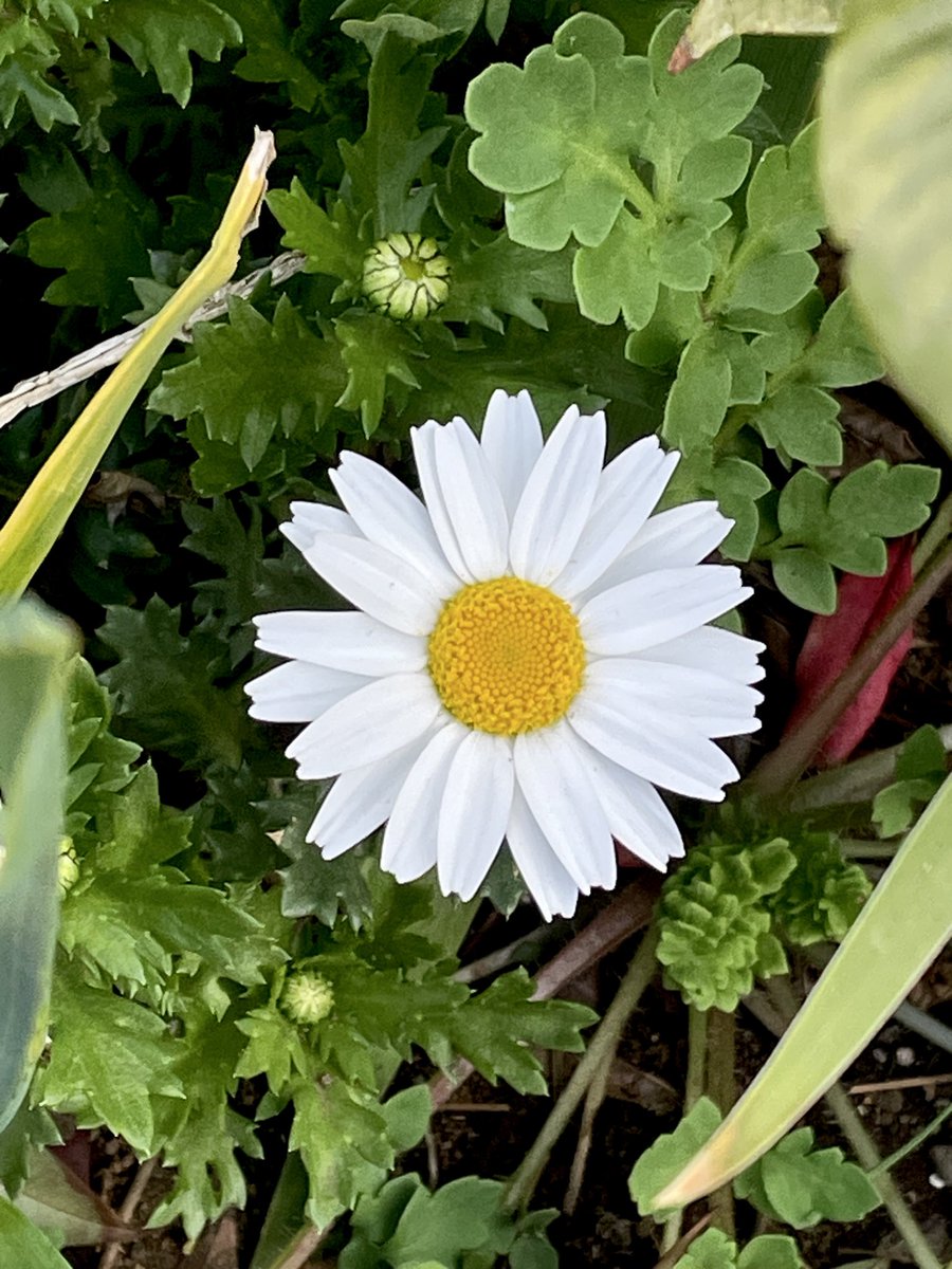 こだま和文 tweet media