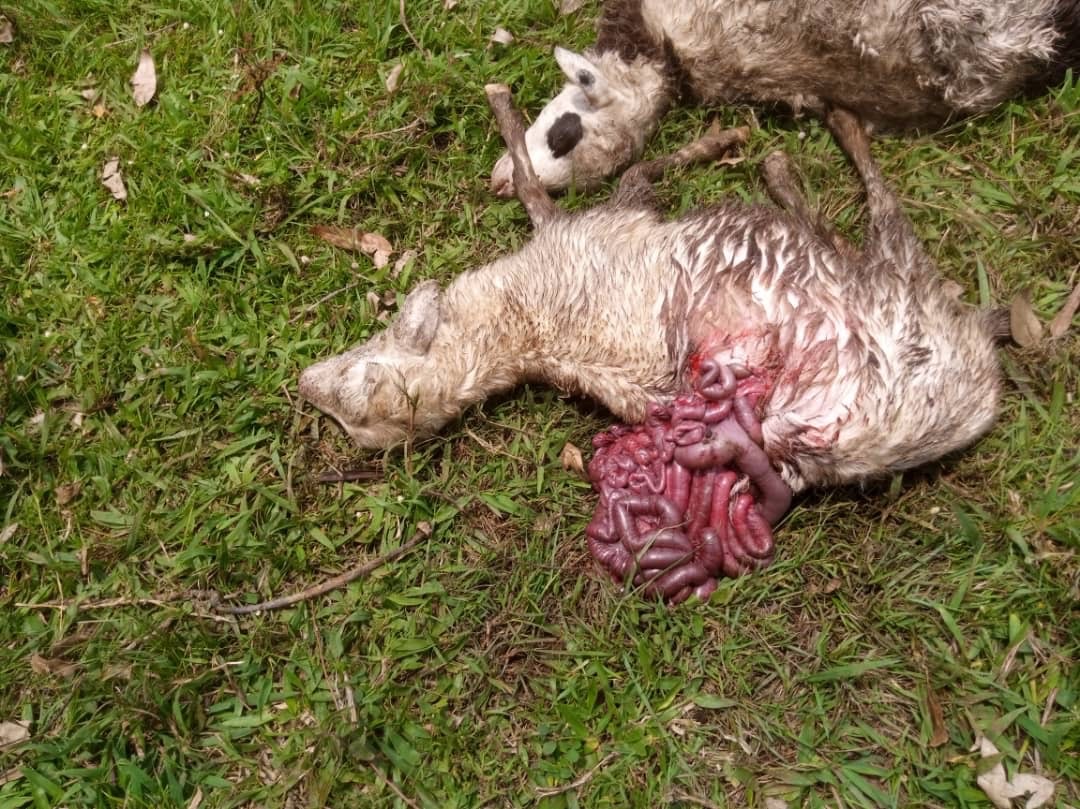 Elias Rutugusa tweet media