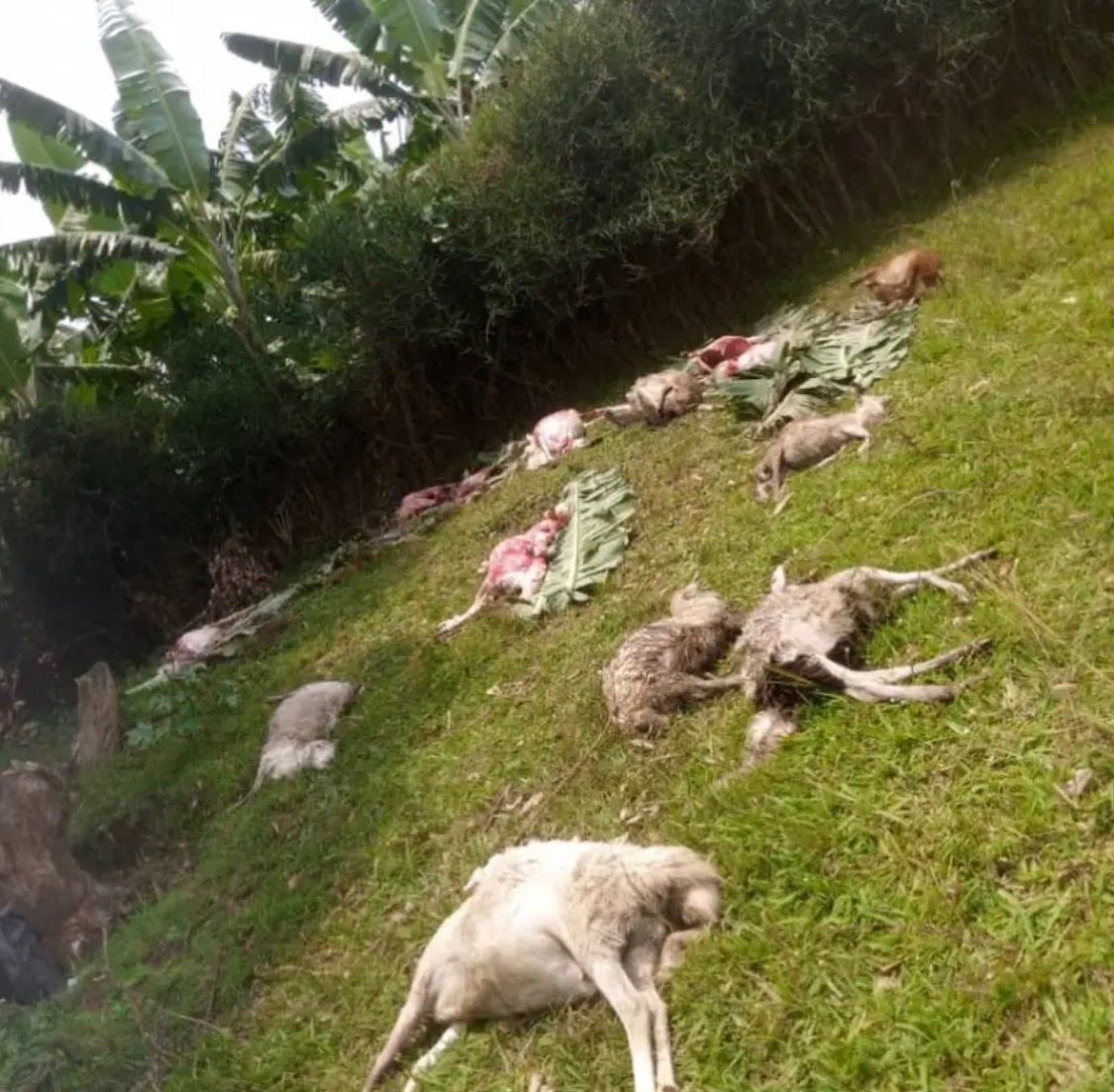 Elias Rutugusa tweet media