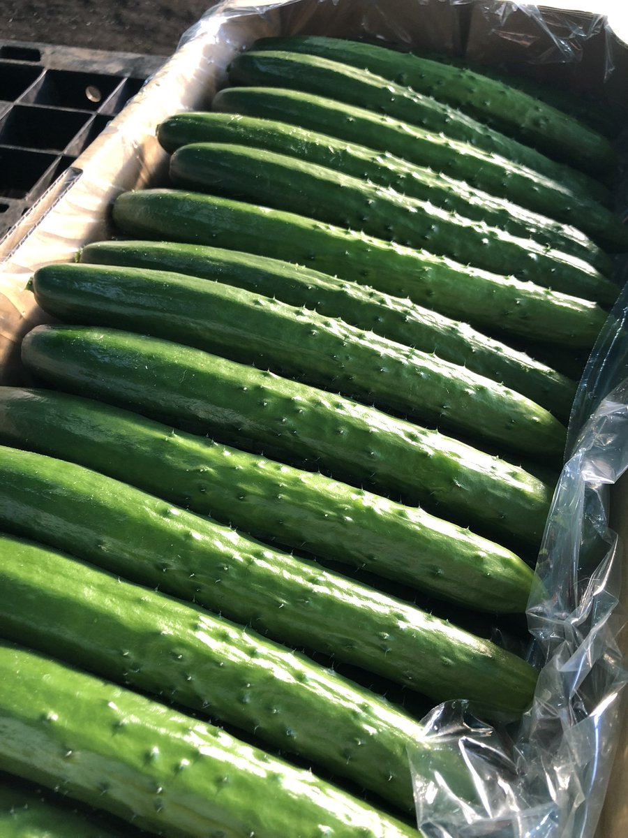 石垣将徳@きゅうり農家 tweet media