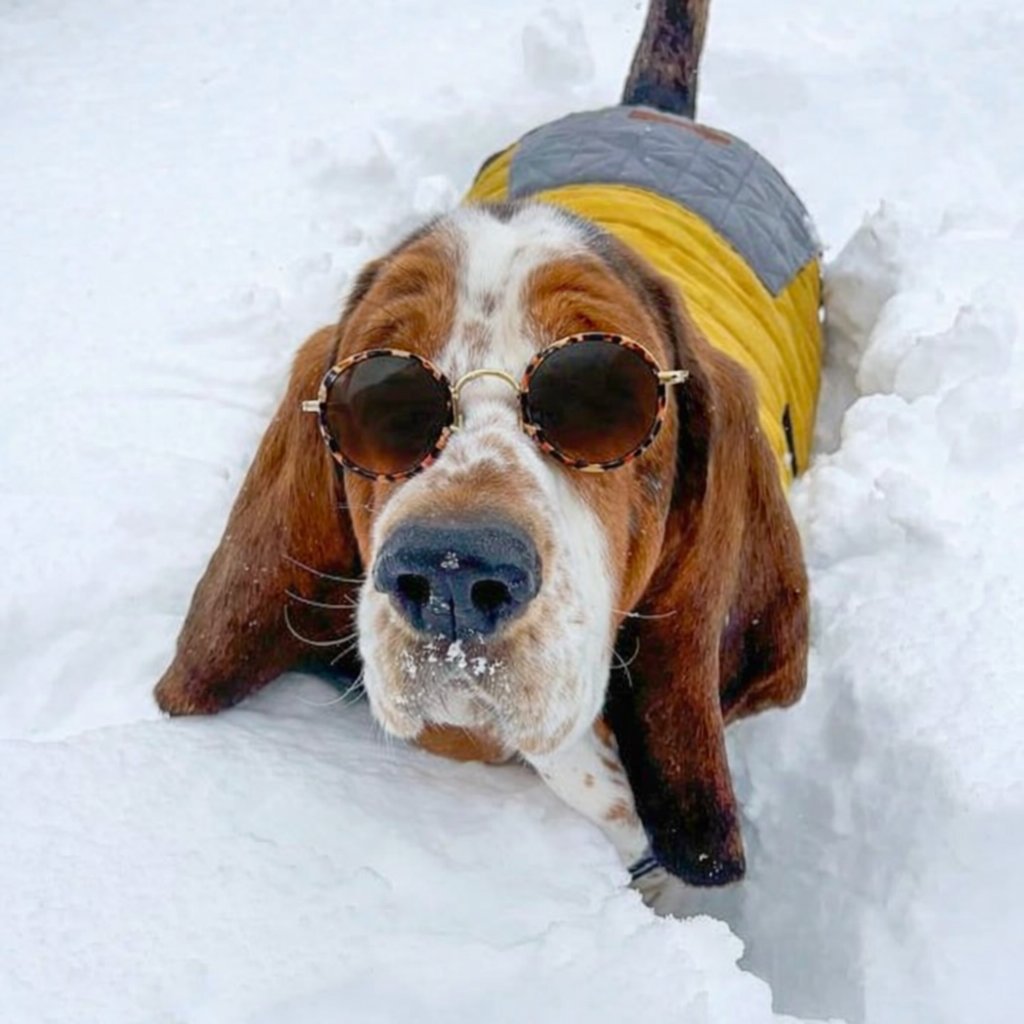 Sadique Arnaud Saison 2 ن ✝️🥕🥕🥕⚜️🇲🇧🇪⛪️🇷🇺 tweet media