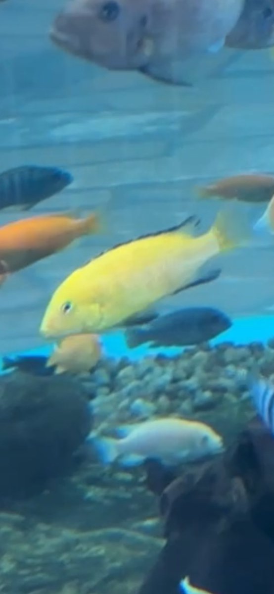 NΞMO 🐠 tweet media