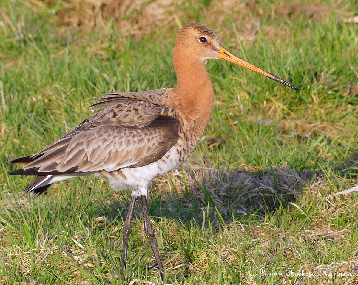 Jannie Hoekstra-Haringa tweet media
