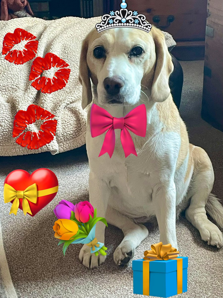 River, Mummy and Angel Bertie 🐶🌈 🐞❤️ tweet media