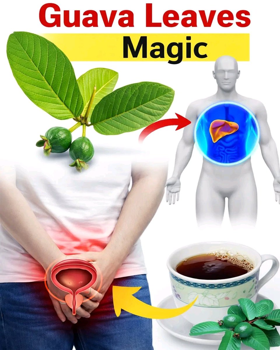 Herbalisque's tweet photo. 17 Reasons Why You Should Drink Guava Leaf Tea Twice a Week 🥰 https://t.co/Qqlsplzhpc