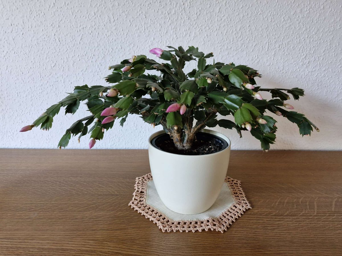 Muttertier tweet media