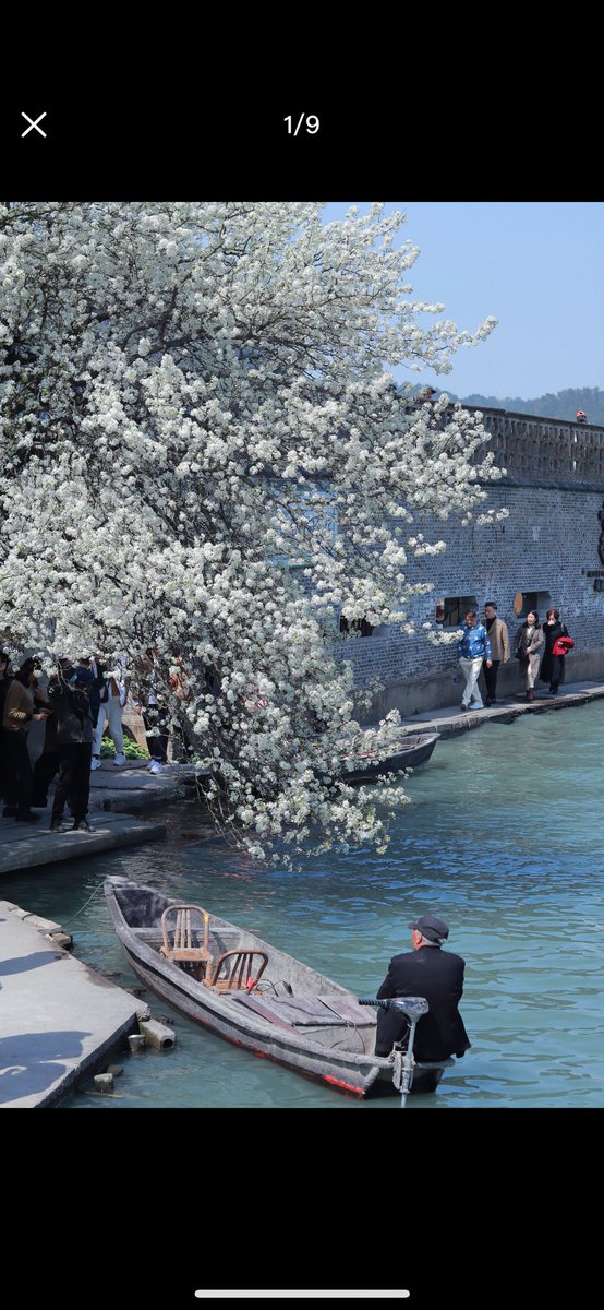 Sherry084061856's tweet image. 春风轻拂 梨花如雪  Pear blossom #东钱湖 #springvibe
