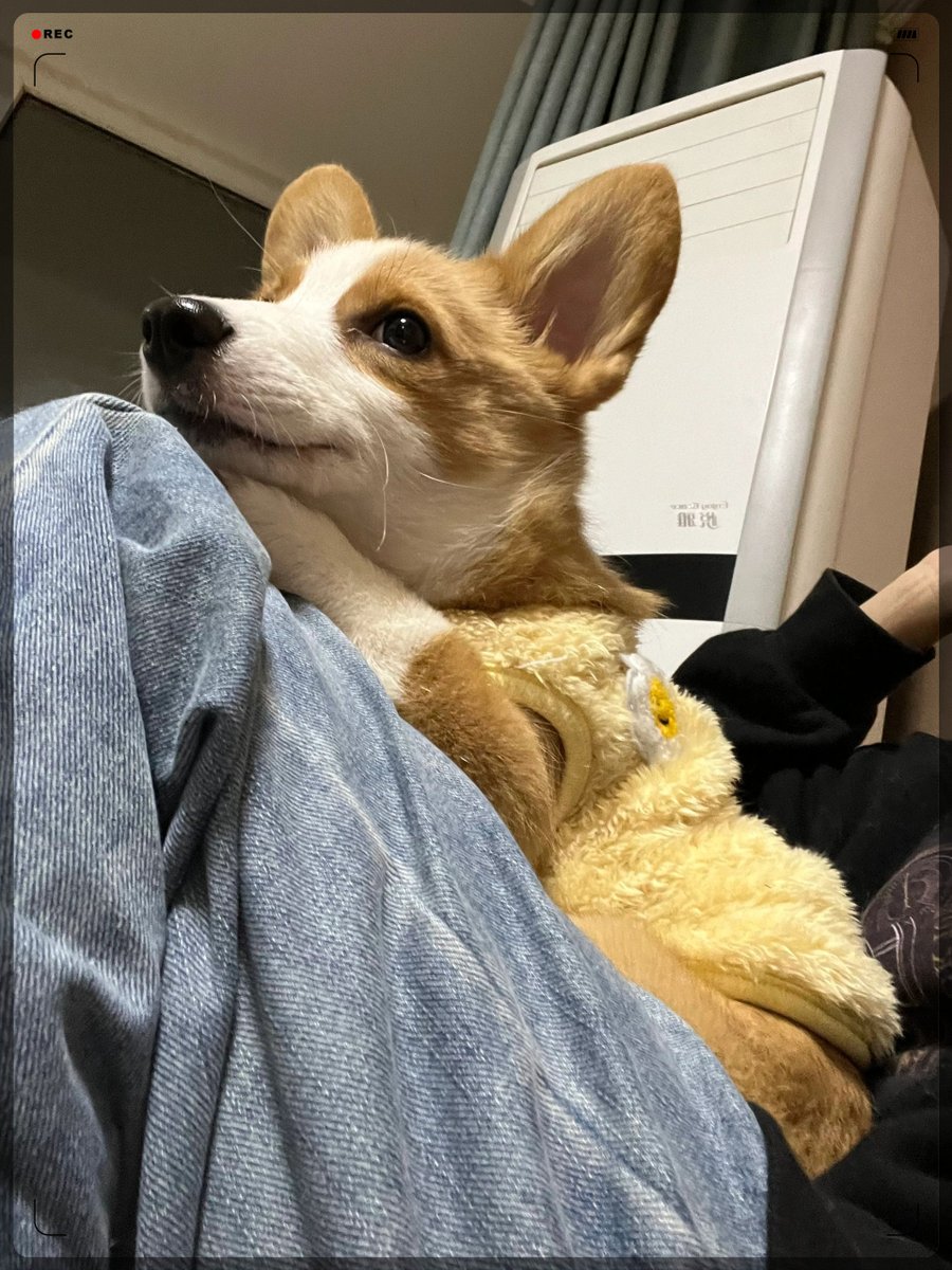 Pierre Alexandre tweet media