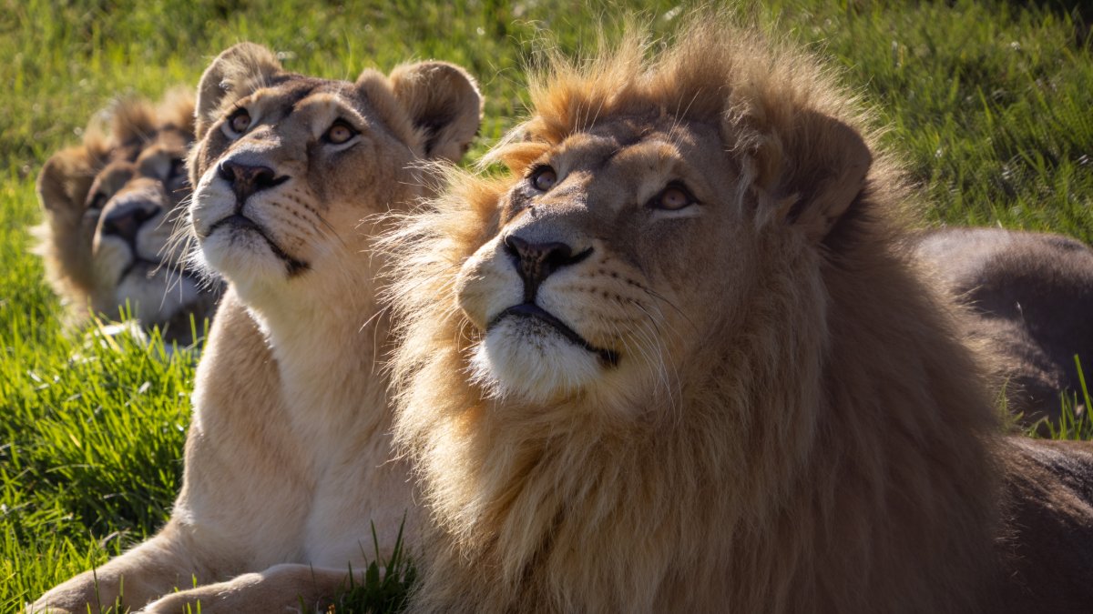 FOUR PAWS South Africa tweet media