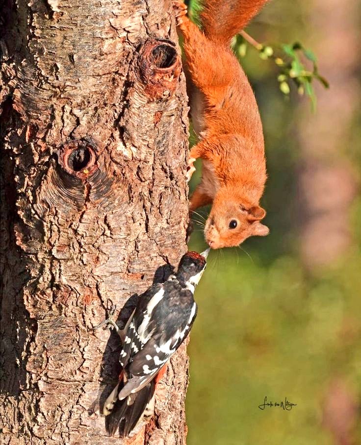 Thyra Maris 🙋🏻‍♀️✍️🕊️📚 tweet media