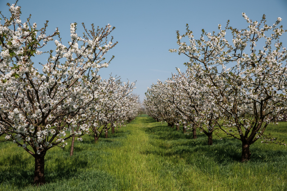 inEmiliaRomagna tweet media