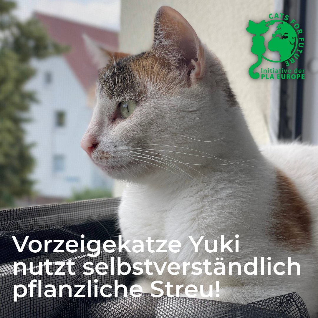 Cats for Future tweet media