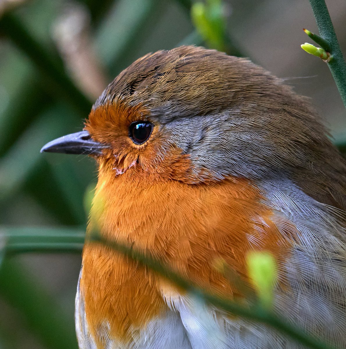 paul hayes tweet media