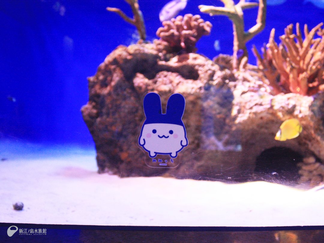 新江ノ島水族館 tweet media