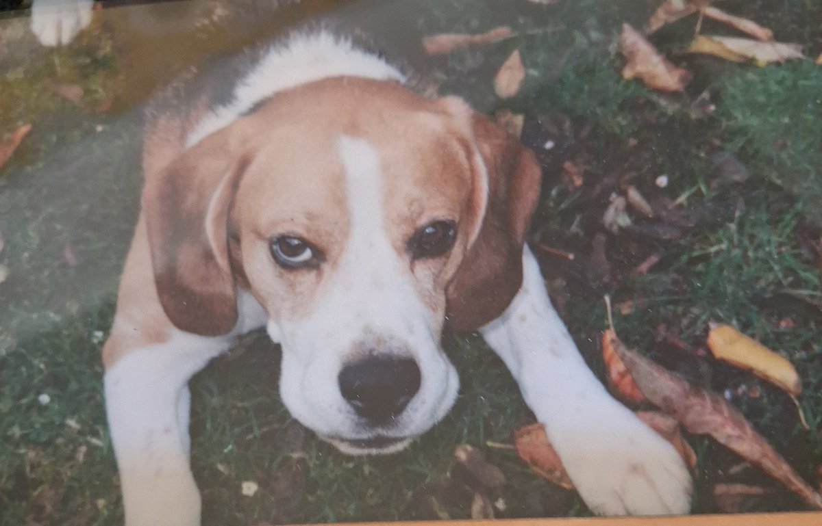 MrPercy Beagle tweet media