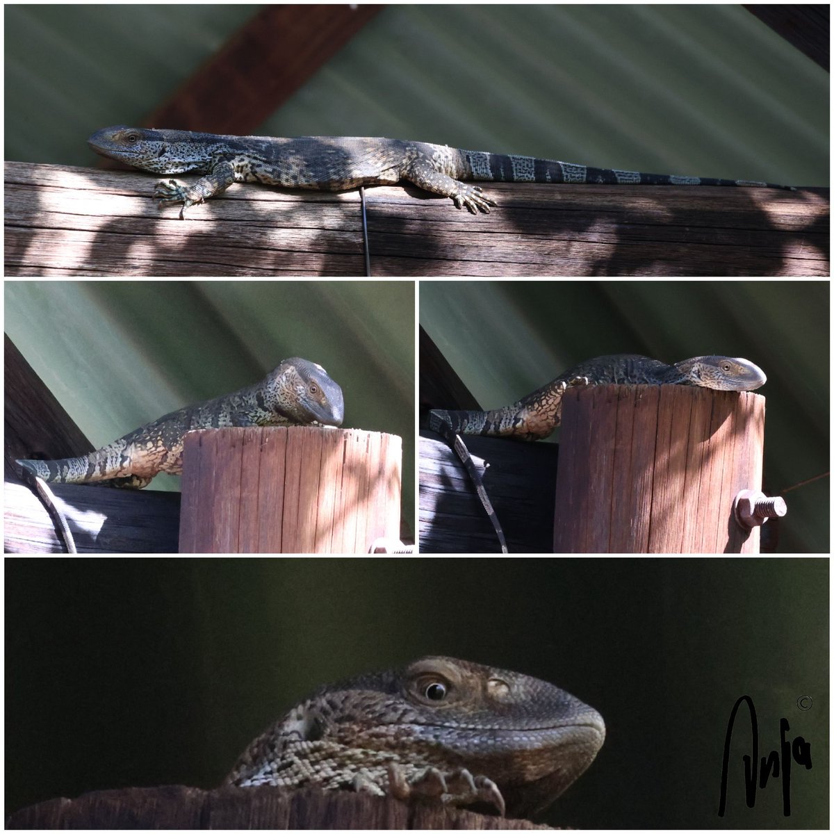 Anja Beukelman tweet media